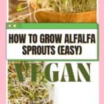 how to grow alfalfa sprouts at home