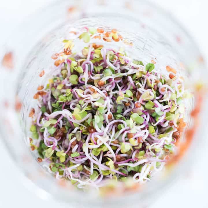 How to grow alfalfa sprouts at home
