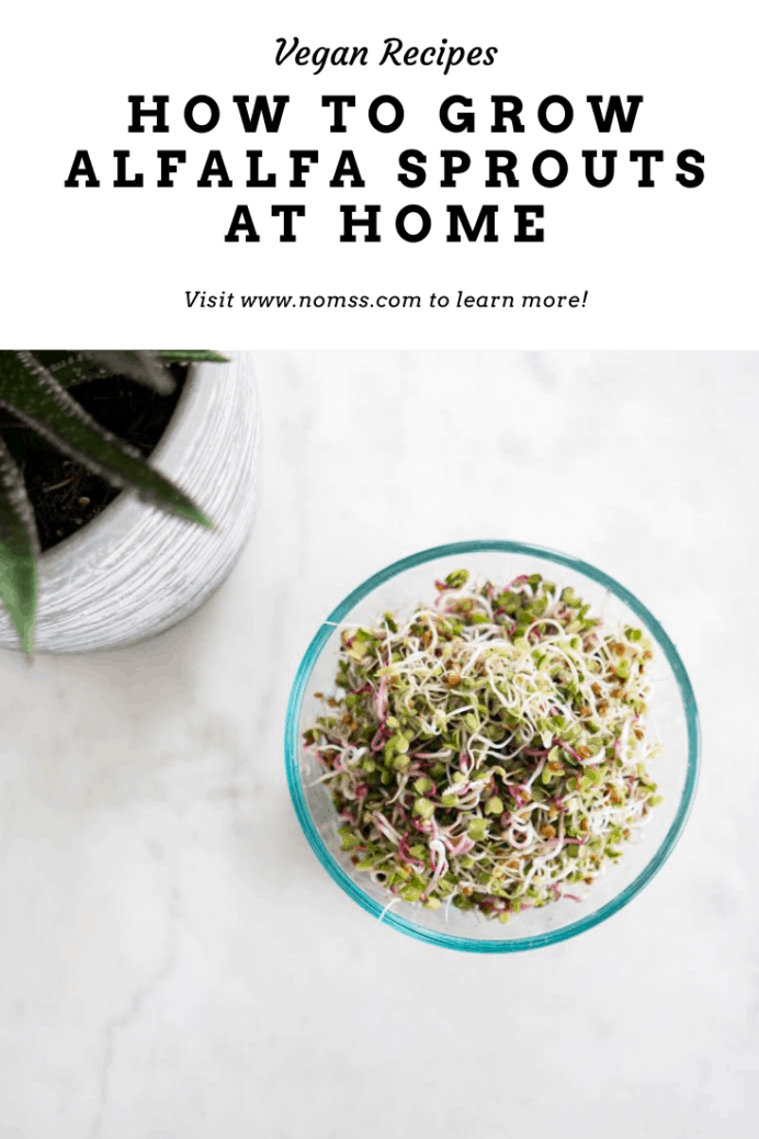 How To Grow Alfalfa Sprouts at Home