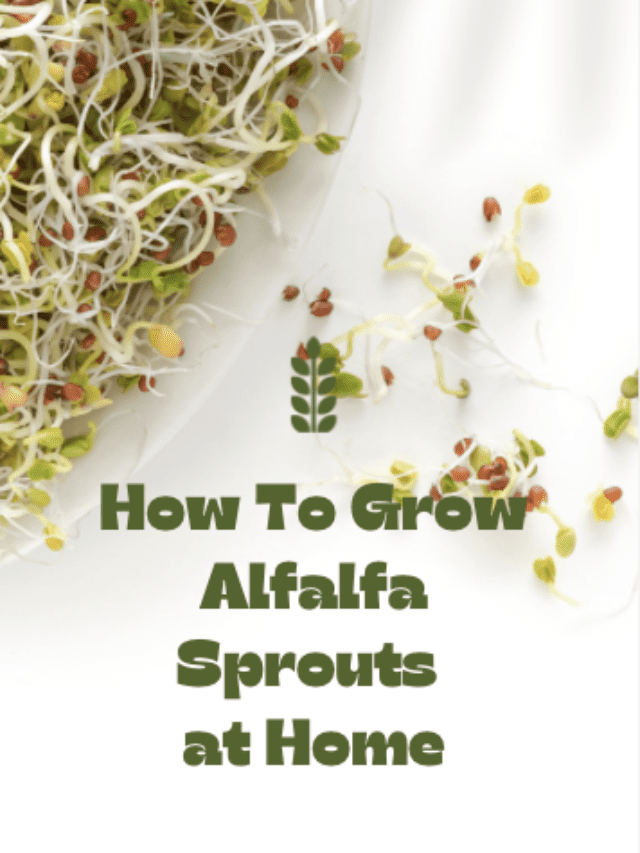 How To Grow Alfalfa & Radish Sprouts at Home