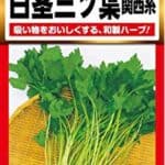MITSUBA Wild Japanese Parsley Seeds; ミツバ つ; 압아근; 水芹; Very Hardy Celery yasai