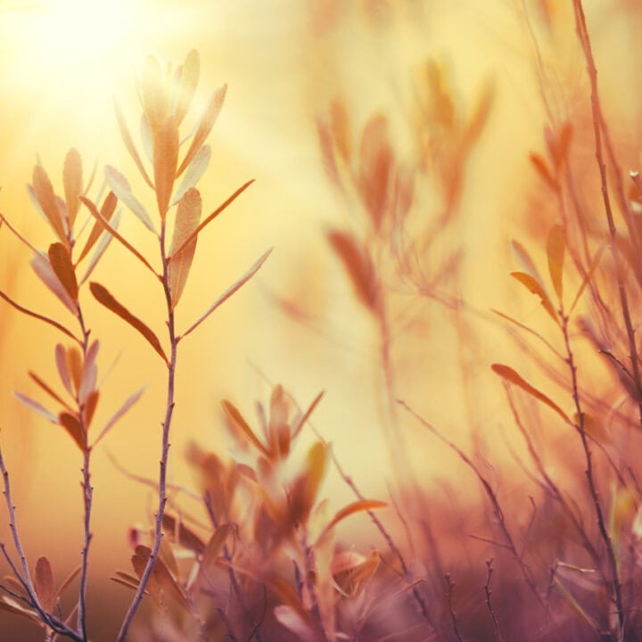 Summer heat haze in China during San Fu Days, 三伏天