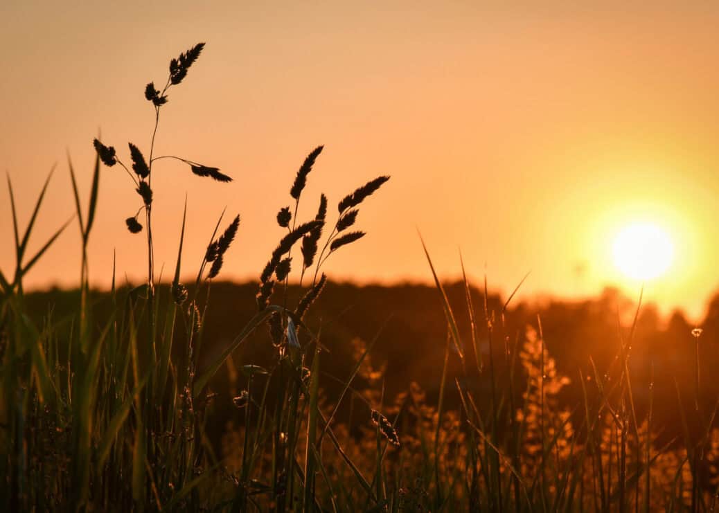 Learn about China's Autumn Tiger weather: 6 cooling food types + traditional medicine techniques to beat post-summer heat naturally. Expert guide!