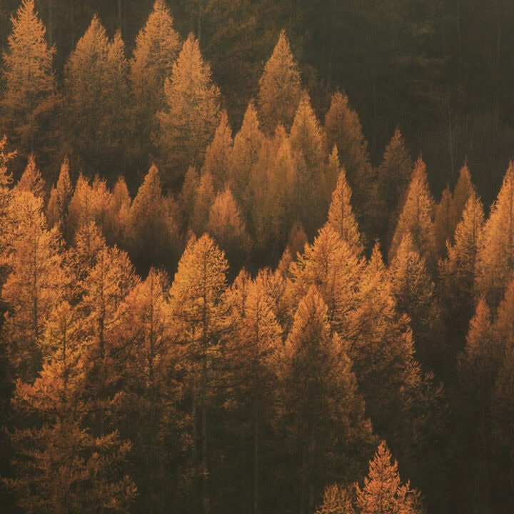 Complete autumn tiger weather guide with traditional chinese medicine cooling foods and pressure points for post summer heat relief