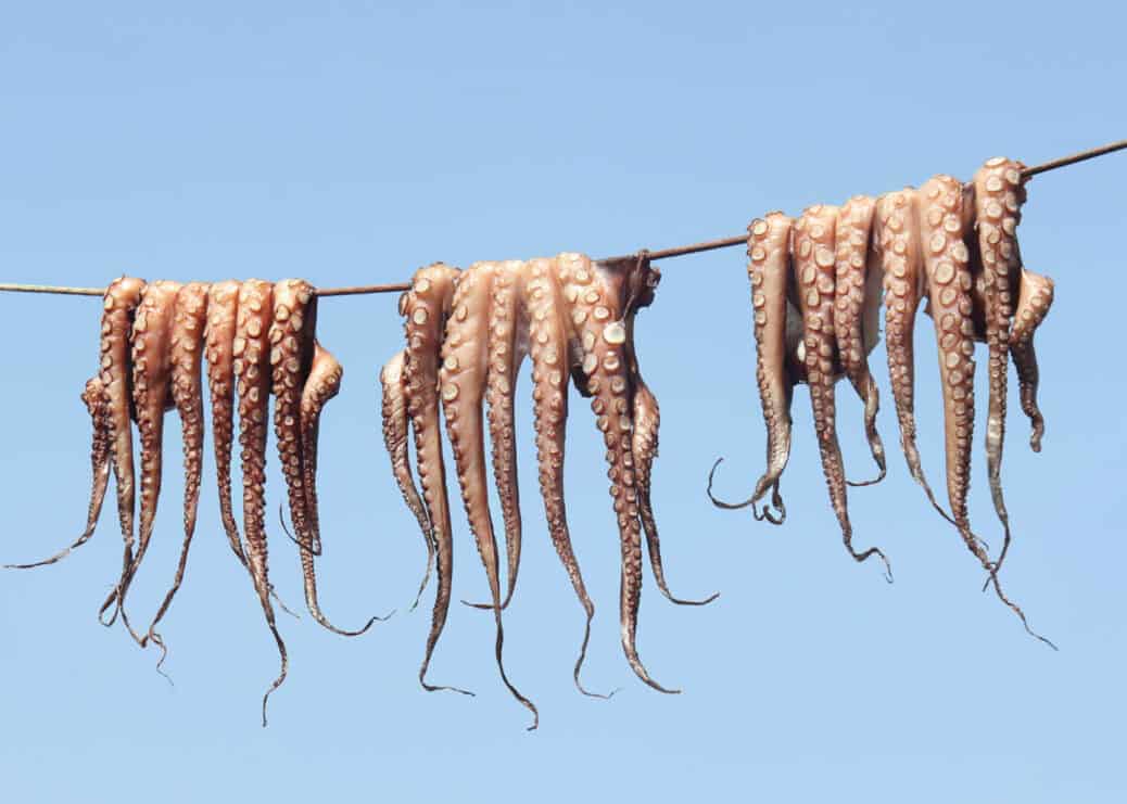 chinese tcm dried octopus hanging dry with blue sky background