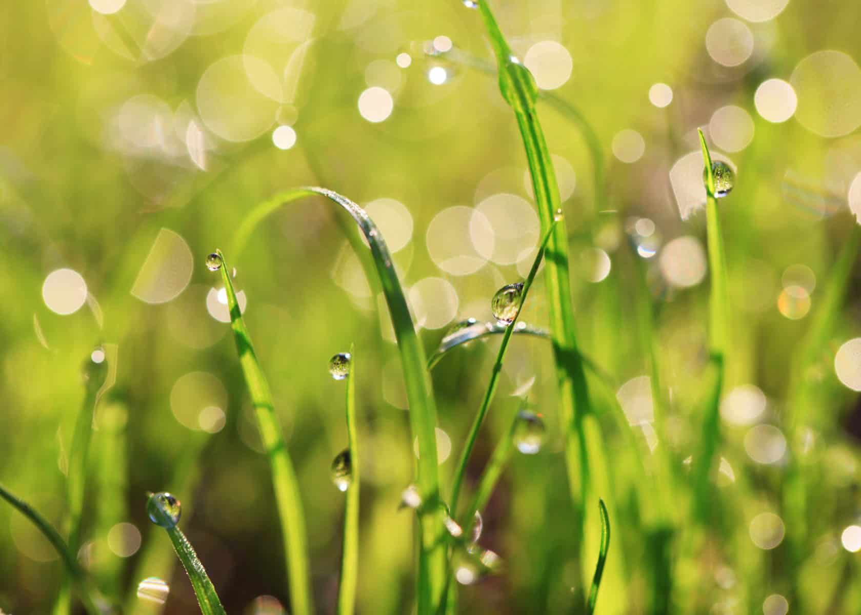 Spring Jingzhe Season 驚蟄 spring dampness TCM guide with rainy spring flowers and greenery, nomss.com