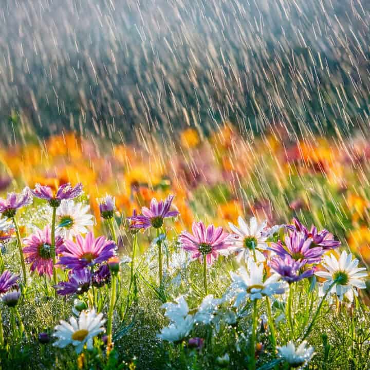 Spring Jingzhe Season 驚蟄 spring dampness TCM guide with rainy spring flowers and greenery, nomss.com