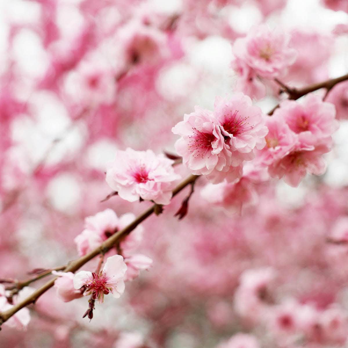 Spring Jingzhe Season 驚蟄 spring dampness TCM guide with rainy spring flowers and greenery, nomss.com