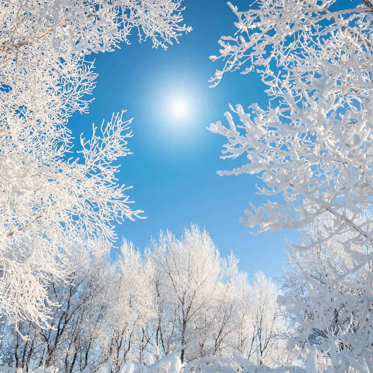 Dongzhi 冬至 Winter Solstice TCM warming foods guide with kidney yang soup and black sesame ingredients, nomss.com