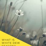 Comparison of Chushu cooling foods and White Dew warming foods for the Chinese autumn seasonal transition