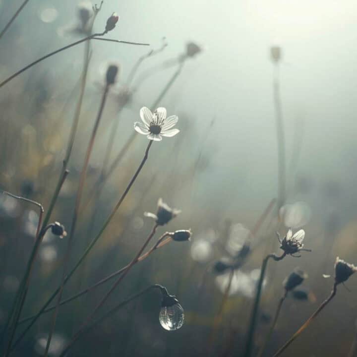 White Dew 白露 2026 date table showing September 7 in Beijing and Pacific time with autumn dew on grass