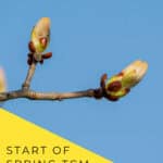 Tall collage of budding branches with a white centre label reading “Start of Spring TCM Food Guide,” plus “Lichun 立春” and nomss.com.