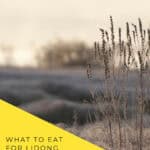 Dry seed stalks stand in a frost-covered field against soft golden light. A yellow corner panel reads “What to Eat for Lidong 立冬,” with a prompt to read the guide at Nomss.com.