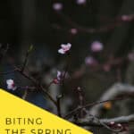 Tall collage of budding branches with a white centre label reading “Start of Spring TCM Food Guide,” plus “Lichun 立春” and nomss.com.