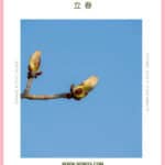 Pink-framed pin featuring a budding tree branch beneath “What to Eat at Lichun 立春,” with spring food guide text and nomss.com.