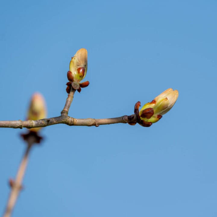 Close-up of pale green buds opening on a brown tree branch against a clear blue sky.