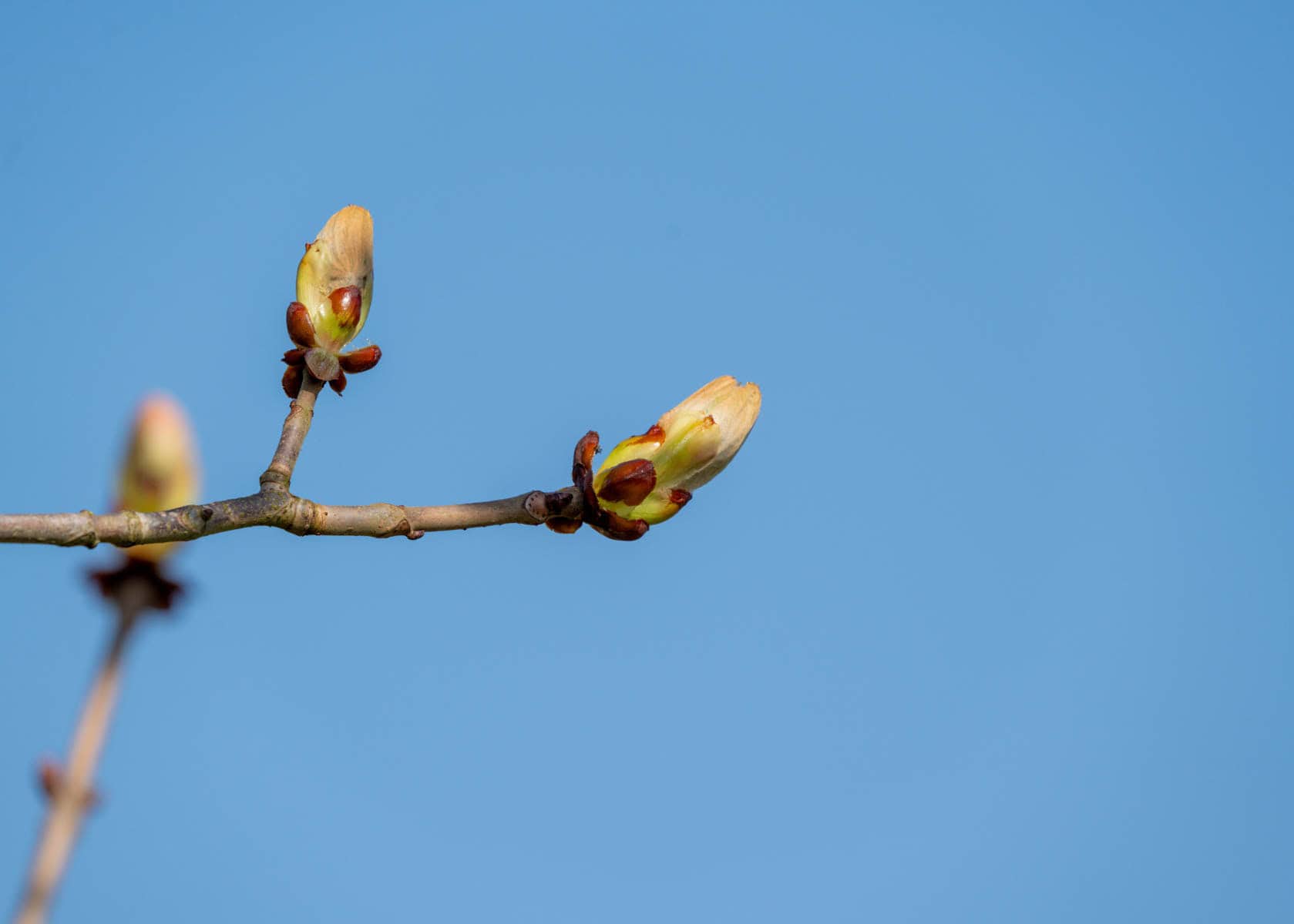 Close-up of pale green buds opening on a brown tree branch against a clear blue sky.