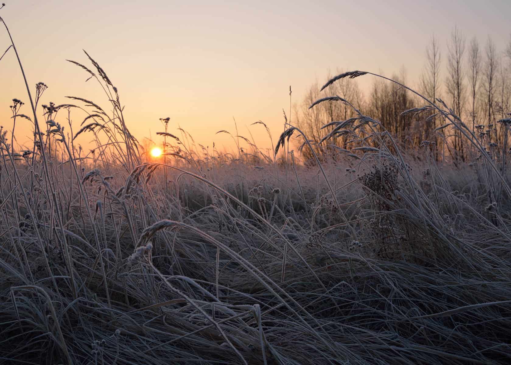 Tall grasses coated in frost in the foreground with a low orange sun rising behind bare trees, a cold early winter morning at Start of Winter (Lidong).